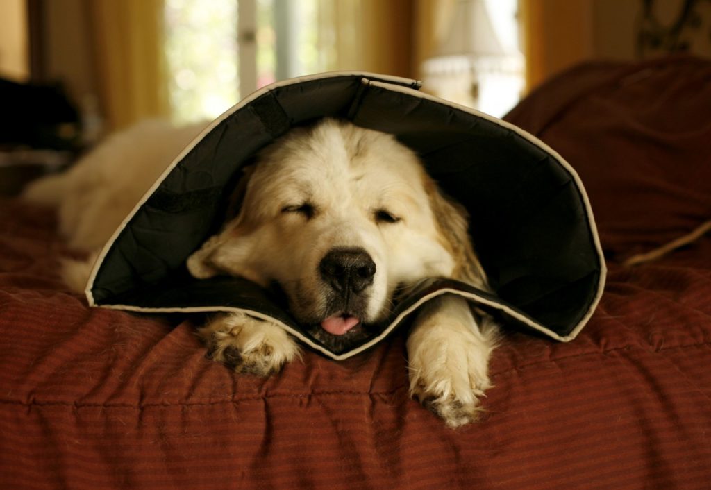 Bequeme Hunde Halskrausen Leckschutz für Hunde Hundetrichter