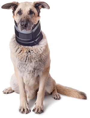 Ejay-Bite-Free-Halskrause für Hunde