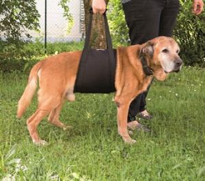 Walkabelly Tragehilfe Gehhilfe für grosse Hunde