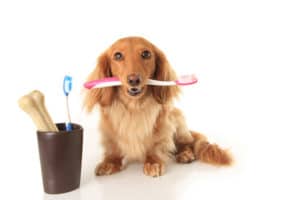 Zahnpflege und Zahnreinigung bei Hunden