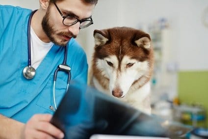 Arthrose-beim-Tierarzt-abklären