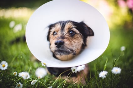 Halskrause-für-Hunde-bei-Traumeel-Anwendung
