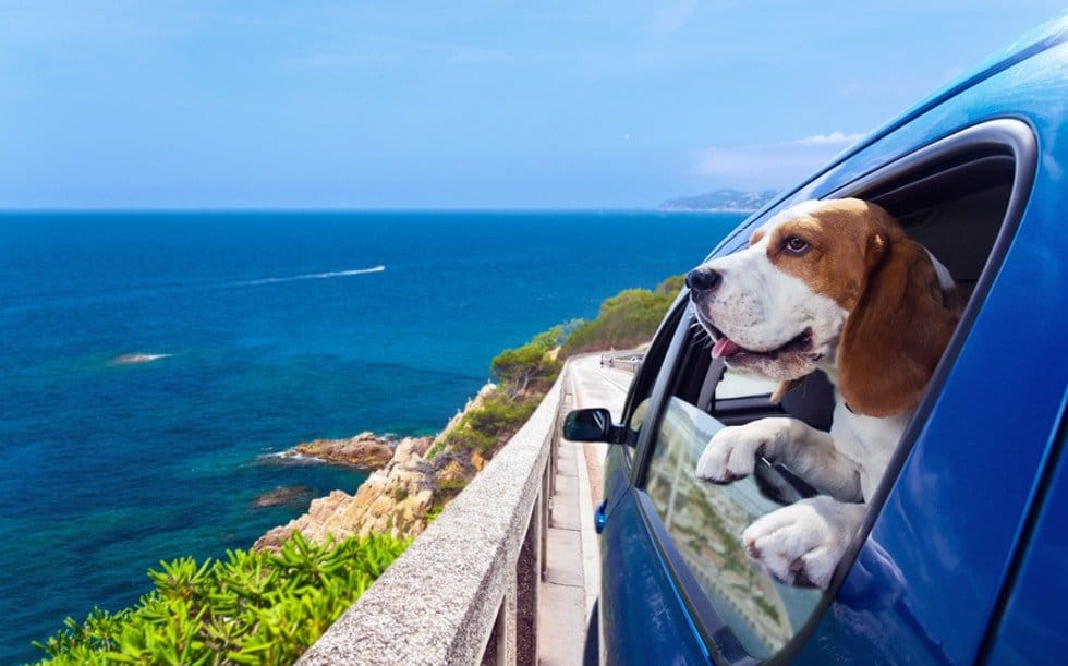 Hund-mit-Arthrose-fährt-in-den-Urlaub