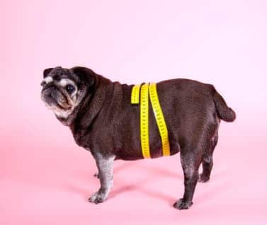 Hund-und-Arthrose-Übergewicht-vermeiden