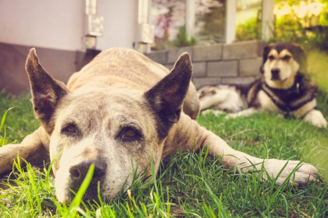 Hilft Traumeel gegen Arthrose beim Hund? » Seniorpfoten