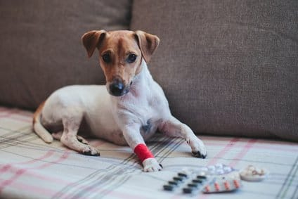 Mit Zeel für Hunde kannst du eine homöopathische Langzeittherapie gegen Arthrose-Schmerzen und Entzündungen bei deinem Hund durchführen.