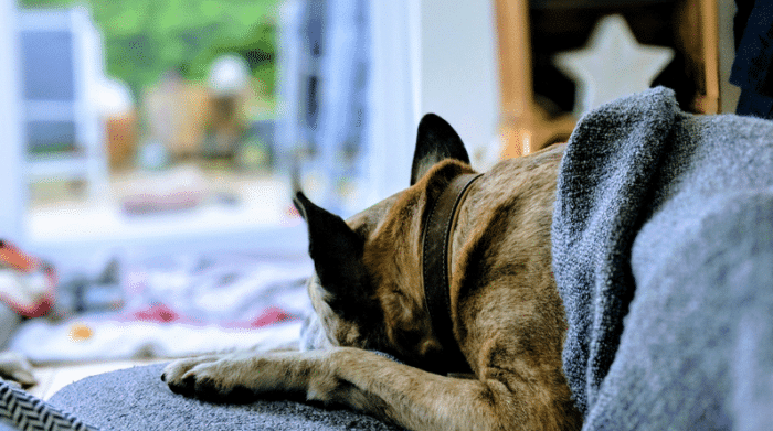 Plötzliche Leber und Nierenprobleme beim Hund » Seniorpfoten