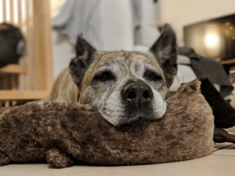 Plötzliche Leber und Nierenprobleme beim Hund » Seniorpfoten