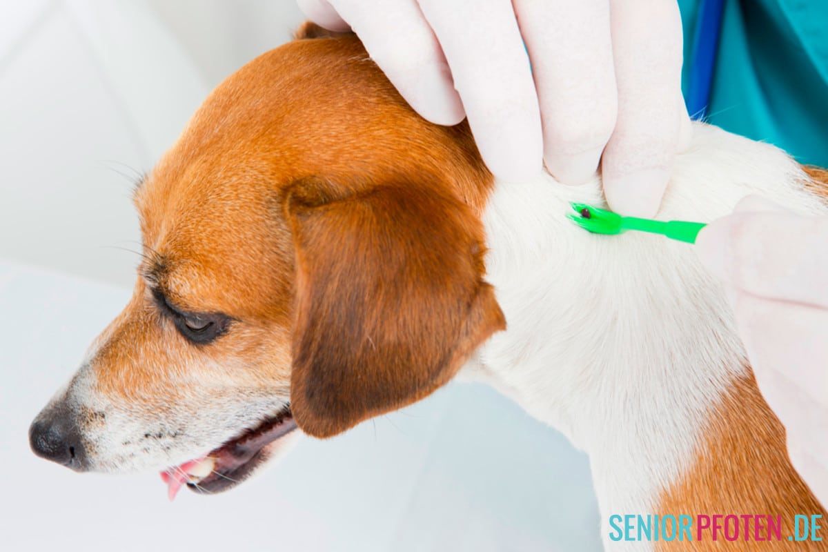 Alternative zeckenmittel für Hunde mit Lebertumor