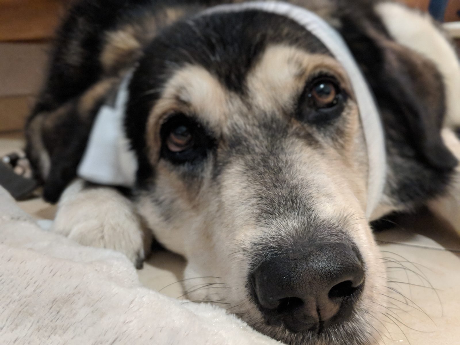 Bessere Wundheilung für alte &amp; kranke Hunde » Seniorpfoten
