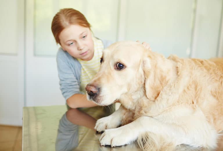 Dem Hund Tabletten geben so funktioniert es » Seniorpfoten