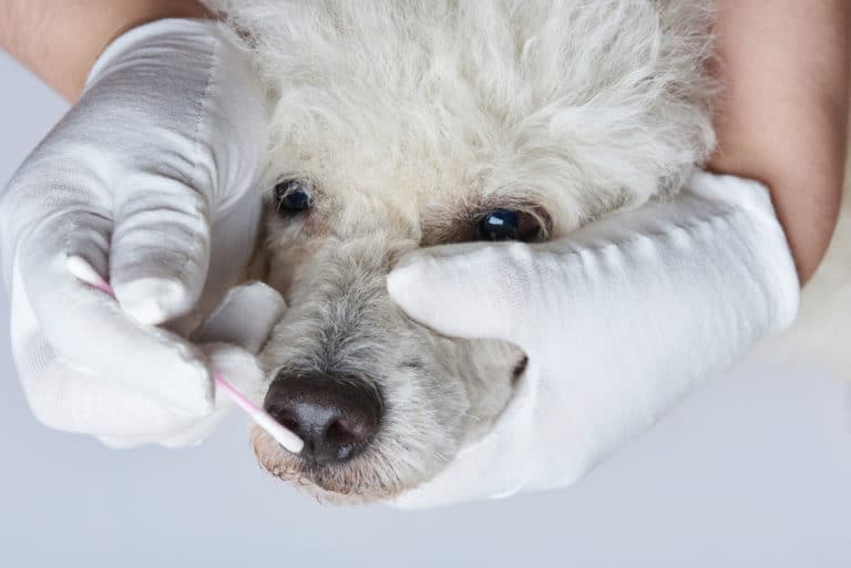 Nasenbluten beim Hund Ursachen und Hilfe » Seniorpfoten