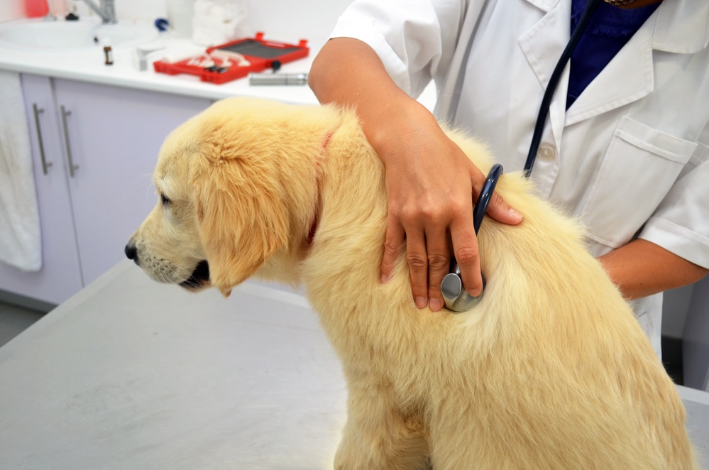 Hund niest ständig - Tierarzt