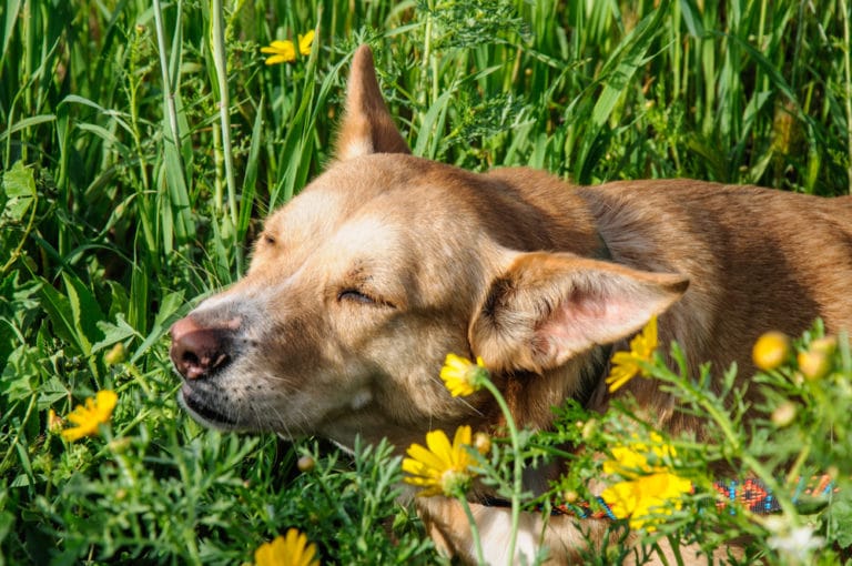 Hund niest Ursachen, Krankheitsanzeichen &amp; Hilfe » Seniorpfoten