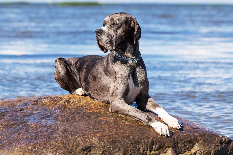 große hunde werden nicht sehr alt