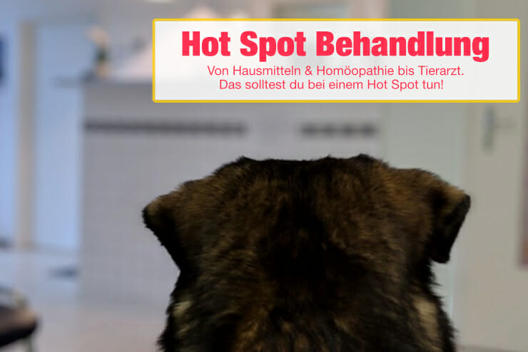 Hot Spot beim Hund - Behandlung