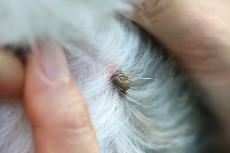 Zeckenschutz ohne Chemie bei Hunden