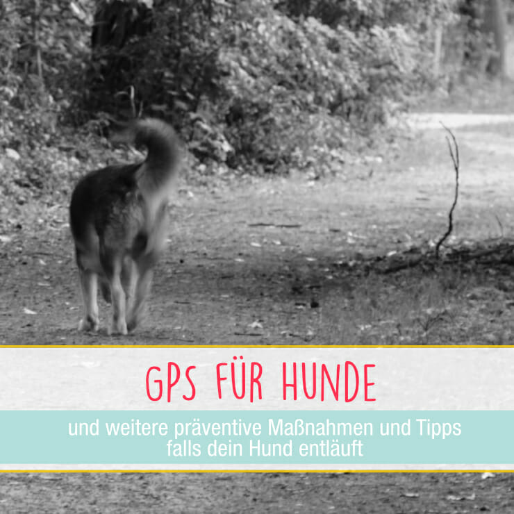 GPS Hund