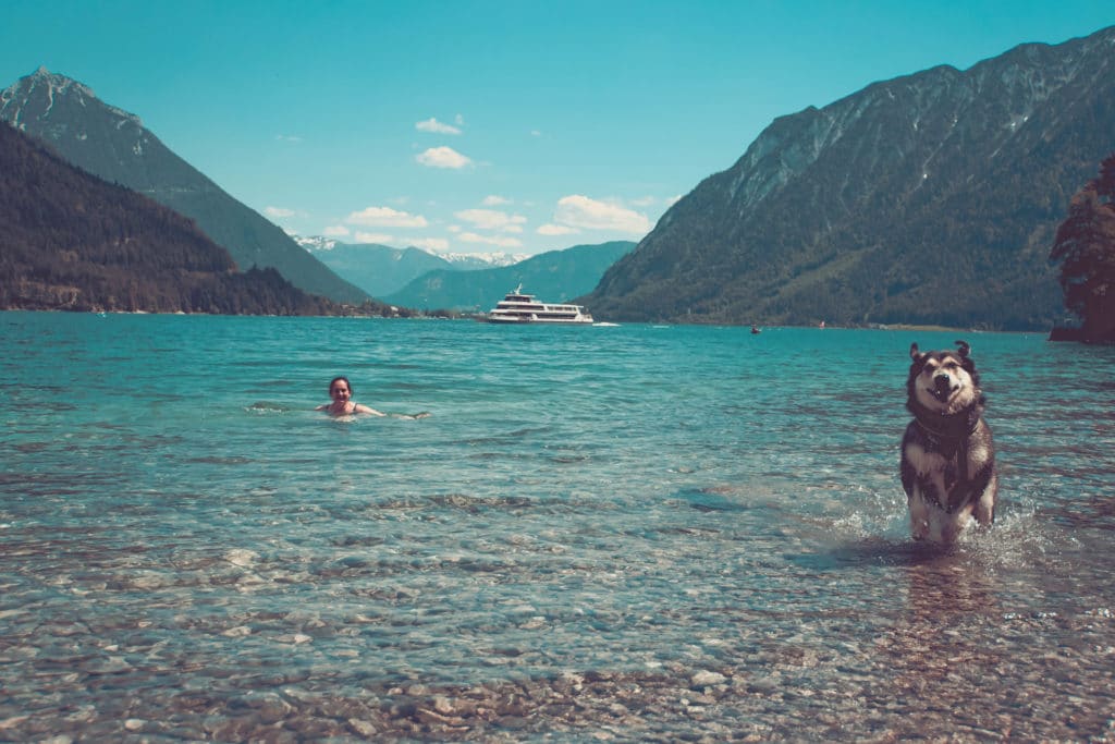Schwimmen mit Hund im Achensee - Österreich