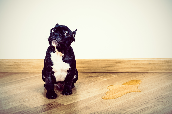 Inkontinenz bei Hunden Urin und Stuhlgang - da helfen Hundewindeln und Inkontinenzmatten für Hunde