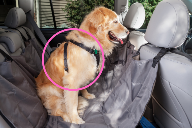 Anschnallgurt für Hunde im Auto