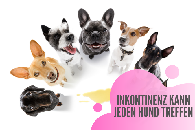 Inkontinenz bei Hunden - Ursachen und 7 Tipps für schnelle Hilfe