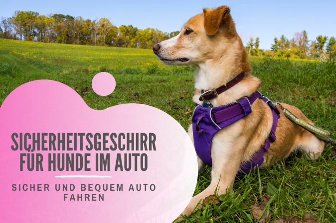 sicherheitsgeschirr für hunde im auto