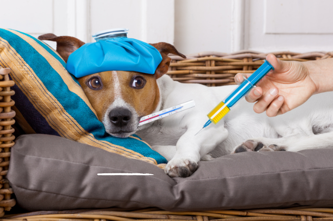 Fieber beim Hund - Erkennen, messen, senken